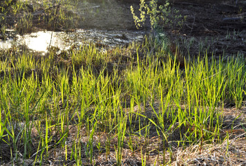 Young leaves of grass