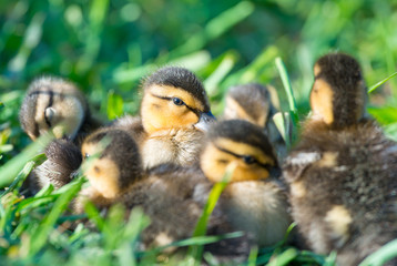 Eye on You. Group of Mallard Ducklings