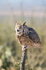 Great-horned Owl Sitting on a Cactus