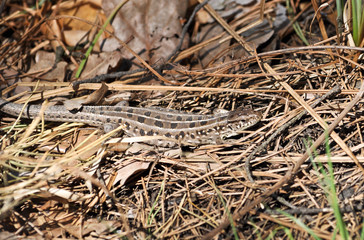 Grey lizard in the dry grass.