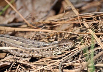 Naklejka premium Grey lizard in the dry grass.