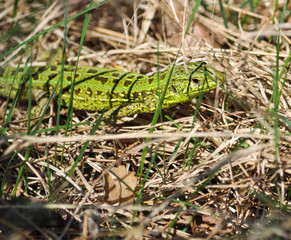 Green lizard in the dry grass