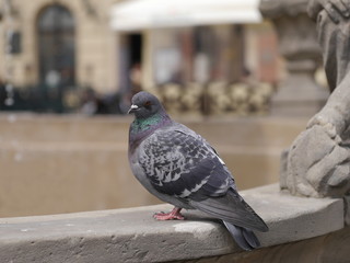 wild pigeon