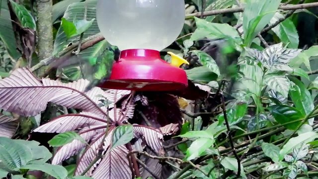 Kolibri trinkt aus einem Beh&auml;lter mit s&uuml;&szlig;er Fl&uuml;ssigkeit