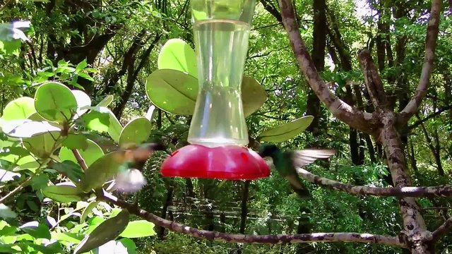 Kolibri trinkt aus einem Beh&auml;lter mit s&uuml;&szlig;er Fl&uuml;ssigkeit