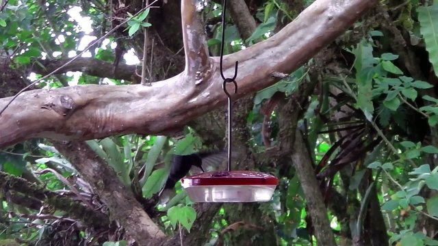 Kolibri trinkt aus einem Beh&auml;lter mit s&uuml;&szlig;er Fl&uuml;ssigkeit