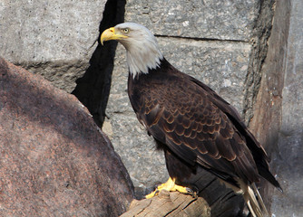 Bald eagle (haliaeetus leucocephalus)