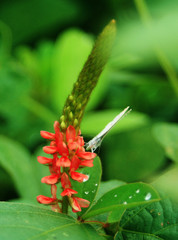 Butterfly on a red flower