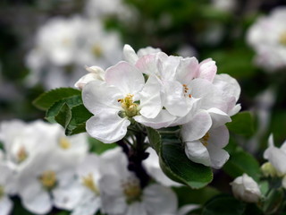 apple flowers and leaf
