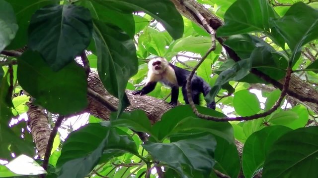 Kapuzineraffe auf einem Baum in Costa Rica