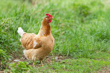 Portrait of a red chicken