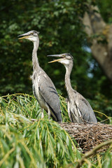 Grey Heron, Ardea cinerea
