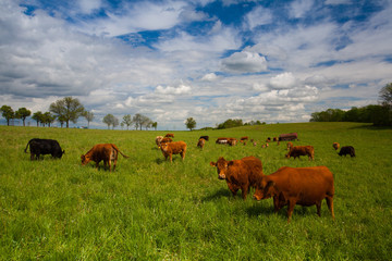 The herd of cows on spring meadow