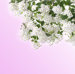 Obraz na płótnie Canvas branch with flowers, background