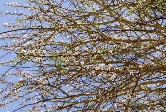 Beautiful twisted Acacia flowers