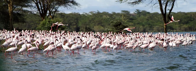 Photo sur Plexiglas Flamant Closeup of the Lesser Flamingos