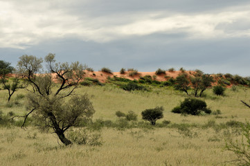 Kgalagadi dune landscape