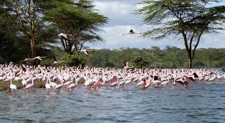 Lesser Flamingos on the land stretching in the lake