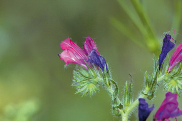 Flores de argamula, echium plantagineum, Sauceda, Hurdes