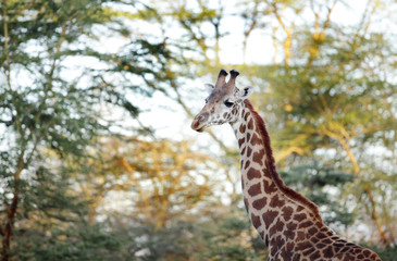 Beautiful Giraffe in the morning sunlight