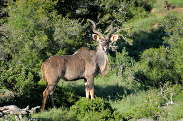Greater Kudu bull
