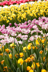 Obraz premium spring garden