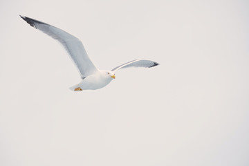 Seagull flying