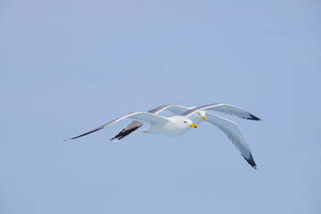 Fototapeta na wymiar Seagulls flying