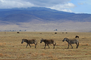 Fototapeta na wymiar Drei Zebras im Ngorongoro Krater, Tansania