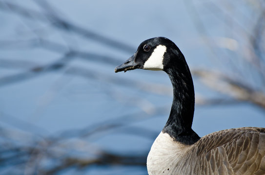 Close Up Profile of Canada Goose