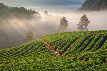 morning at beautiful strawberries farm at Chiangmai Thailand