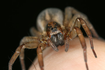 Wolf spider, Trochosa on human finger