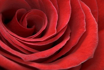 Naklejka premium Red rose