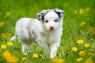 Welpe in L&ouml;wenzahnwiese