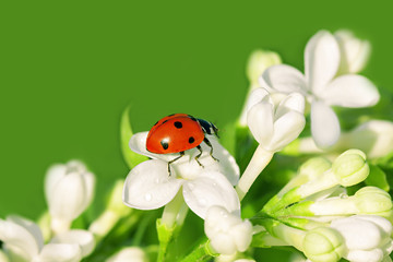 the ladybug creeps on white flowers