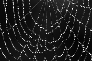 black and white background from a web with water drops