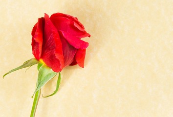 top of view of red rose on parchment paper background