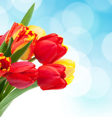 Fresh colorful tulips bouquet