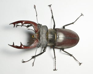 stag-beetle