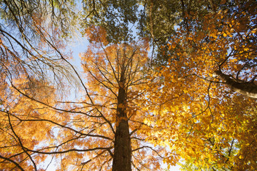 Backlit autumn colors.