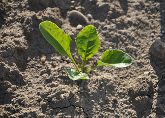 Zuckerrübenpflanze (Beta vulgaris subsp. vulgaris)