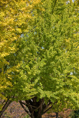 Obraz premium The image of landscape