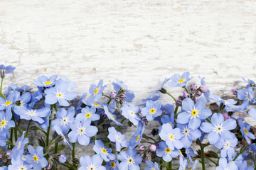 Forget-me-not flowers on wooden background