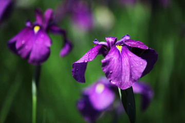 The image of beautiful nature