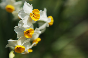 The image of beautiful nature