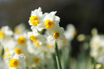 The image of beautiful nature