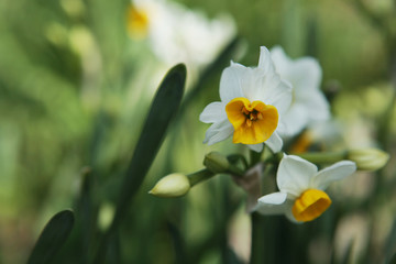 The image of beautiful nature