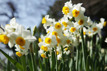 The image of beautiful nature