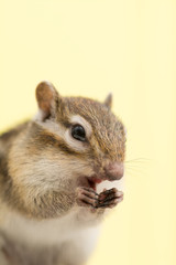 シマリスの横顔