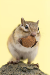 胡桃を食べるシマリス